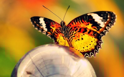 Интересные факты о бабочках