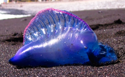 Пляжи Таиланда вновь атаковали ядовитые физалии