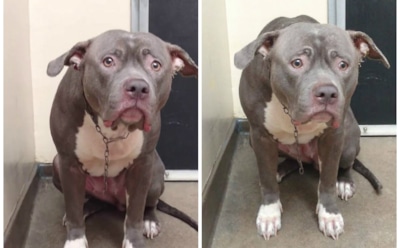 Брошенный хозяевами питбуль разорвал сердце пользователям Сети