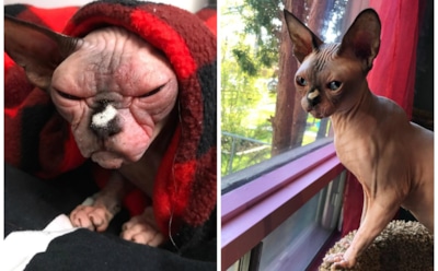 Зловещий сфинкс из Канады напугал пользователей Сети