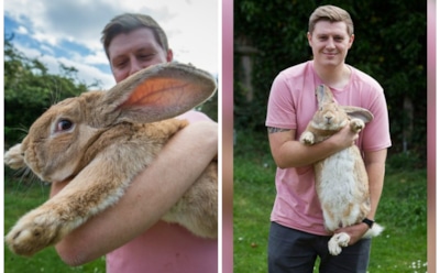 Звездой западных СМИ стал гигантский кролик, который весит более 10 кг