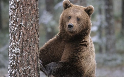 Медведь-стриптизер из Висимского заповедника покорил Сеть