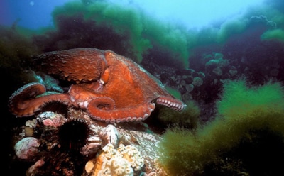 Во Владивостоке из океанариума сбежал 12-килограммовый осьминог