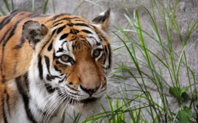 В Приморье браконьера оштрафовали на 1,6 млн рублей за убийство тигрицы