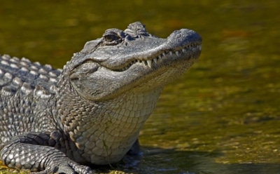 Прогуливающийся по парку аллигатор-пикапер стал звездой Сети