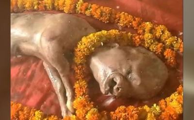 В Индии родился теленок с человеческим лицом