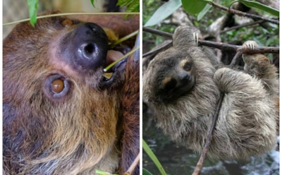 В зоопарке Австралии скончался самый старый в мире ленивец Гоффмана