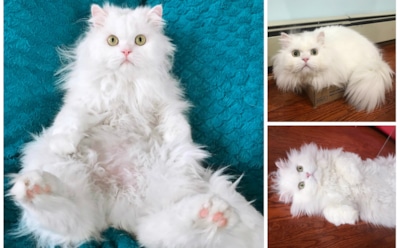 Поедающий пончики кот Каспер стал новой звездой Сети