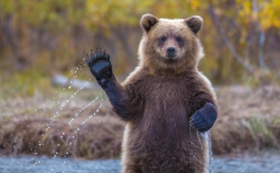 Звездой Сети стал дикий медведь, играющий на фортепиано