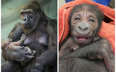 В Филадельфии акушеры-гинекологи помогли родить горилле