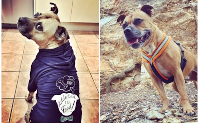 Новой звездой Сети стал пес Аксл, умеющий крутить спиннеры