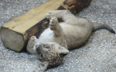 В кальянной в центре Москвы держали в клетке 4-месячного львенка