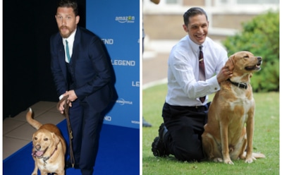 Том Харди похоронил лучшего друга - 6-летнего пса Вуди