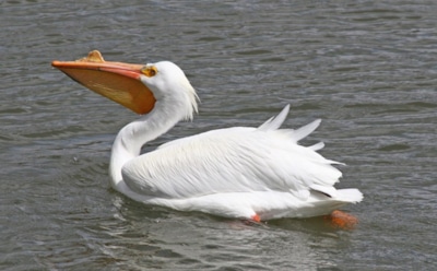 В зоопарке Омска злоумышленники убили птиц из Красной книги