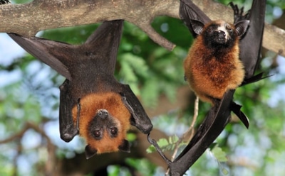 Ученые выявили главный источник смертельно опасных вирусов