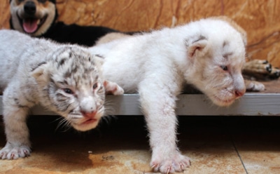 "Брошенные детеныши": в Китае овчарка выкормила четырех тигрят