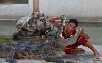 Сеть поразило видео с прокусившим голову дрессировщику крокодилом