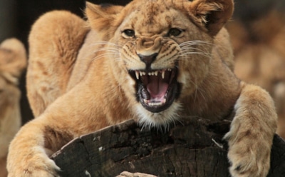 "Настоящий царь зверей": в Техасе кошка поставила на место львицу