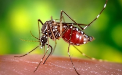 Ученые: свет отбивает у комаров желание кусать человека