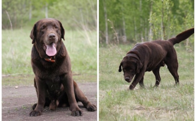 В Челябинске живодеры убили титулованного пса-спасателя