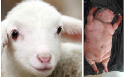 "Темные силы": в ЮАР родился "получеловек-полуягненок"