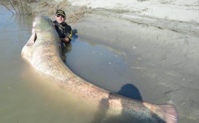 Самые большие сомы - обитатели пресноводных водоемов