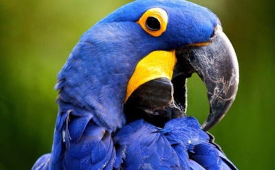 Самый большой попугай