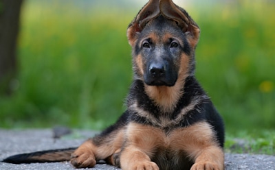 Рейтинг самых больших овчарок в мире