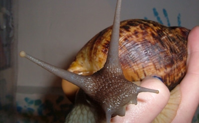 Самая большая улитка в мире