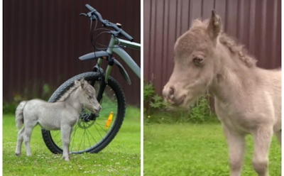 В Ленобласти родился самый маленький в мире жеребенок