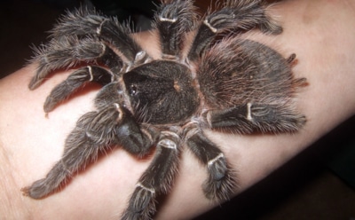 ТОП 10 самых больших пауков