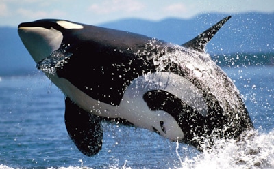 Самая большая косатка в мире