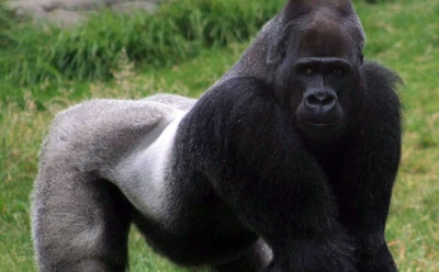 Самая большая обезьяна в мире: рейтинг великанов