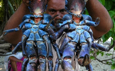 Самый большой рак в природе и аквариуме