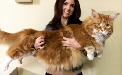 Самый большой кот в мире