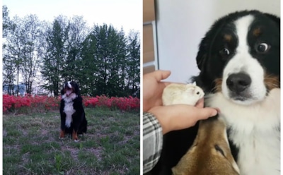 Испугавшийся хомяка большой пес стал звездой Сети