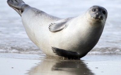 Тюлень забрался на движущуюся моторную лодку, чтобы получить рыбу