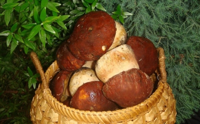 Интересные факты о грибах