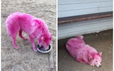 В лесу под Геленджиком спасли розовых собак-самоедов