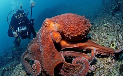 Самый большой осьминог в мире