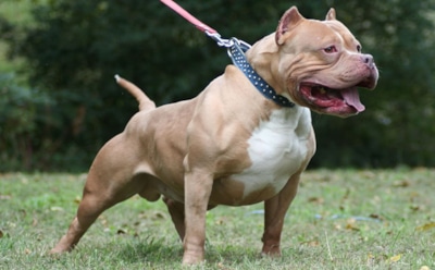 Лучшие бойцовские породы собак