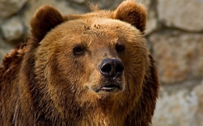 Звездой Сети стал медведь, заглянувший в магазин в поисках конфет