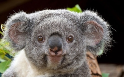 В Австралии коала забралась на дерево, чтобы полюбоваться звёздами