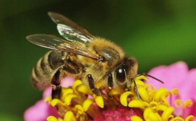 Учёные: мозг пчел поможет удешевить камеры