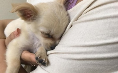 Брошенный в аэропорту щенок Чуи растрогал пользователей Сети