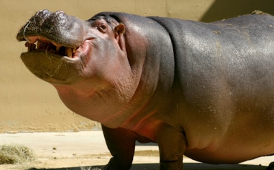 На Филиппинах в возрасте 65 лет умер старейший в мире бегемот