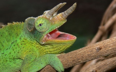 Впервые увидевший воду хамелеон насмешил пользователей Сети