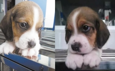 В Китае выведена первая в мире генномодифицированная собака-клон