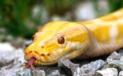 Звездой Сети стала девочка, смотрящая мультики в обнимку с удавом