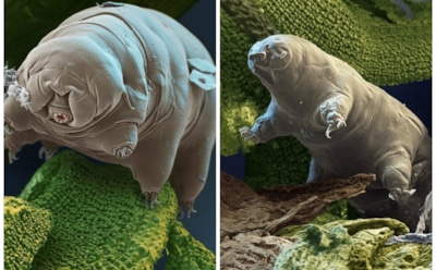 Эксперты назвали существо, которое доживет до конца света